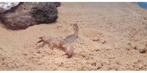 Maurischer Skorpion mit oder ohne Terrarium Bild 2