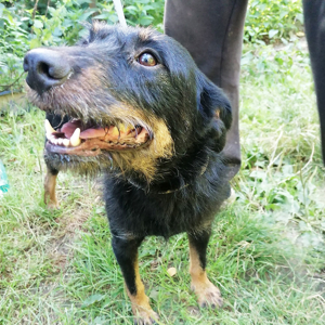 Bobo, liebesbedürftige Hundedame, ca. 5 Jahre, ca. 53 cm, 19kg Bild 4