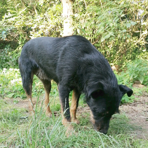 Bobo, liebesbedürftige Hundedame, ca. 5 Jahre, ca. 53 cm, 19kg Bild 7