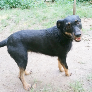 Bobo, liebesbedürftige Hundedame, ca. 5 Jahre, ca. 53 cm, 19kg Bild 5