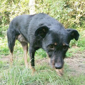 Bobo, liebesbedürftige Hundedame, ca. 5 Jahre, ca. 53 cm, 19kg Bild 6