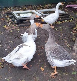 4 x Gänse Pommerngänse zusammen abzugeben