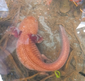 Axolotl Bild 3