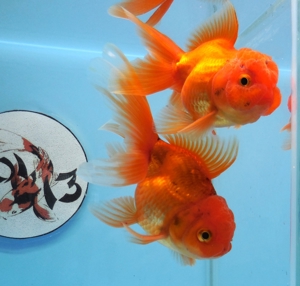 KOI 13. . Anz. 46. 2023 - Goldfisch - Schleierschwanz - Oranda - Ranchu -Teleskop & Co