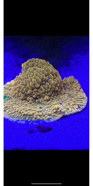 Montipora crazy-T Ableger Meerwasser koralle Bild 1