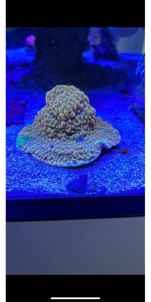 Montipora crazy-T Ableger Meerwasser koralle Bild 2