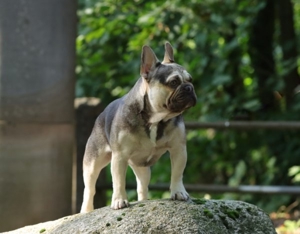 Französische Bulldogge Deckrüde  Bild 3
