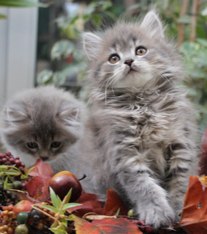 Sibirische Katzenbabys