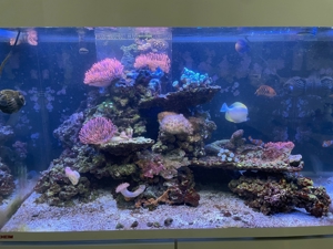 Meerwasser Aquarium komplett - Eheim Marine Bild 1
