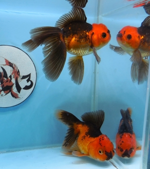 KOI 13. . Anz. 47. 2023 - Goldfisch - Schleierschwanz - Oranda - Ranchu -Teleskop & Co