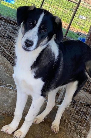 Deanna, geb. ca. 05/2021, lebt in GRIECHENLAND, auf einem Gelände, auf dem die Hunde versorgt werden Bild 20