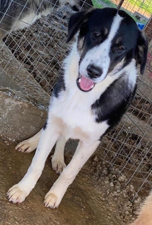 Deanna, geb. ca. 05/2021, lebt in GRIECHENLAND, auf einem Gelände, auf dem die Hunde versorgt werden Bild 9