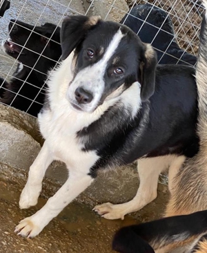 Deanna, geb. ca. 05/2021, lebt in GRIECHENLAND, auf einem Gelände, auf dem die Hunde versorgt werden Bild 4