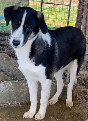 Deanna, geb. ca. 05/2021, lebt in GRIECHENLAND, auf einem Gelände, auf dem die Hunde versorgt werden Bild 16