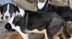 Deanna, geb. ca. 05/2021, lebt in GRIECHENLAND, auf einem Gelände, auf dem die Hunde versorgt werden Bild 7