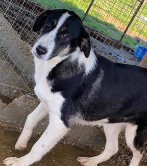 Deanna, geb. ca. 05/2021, lebt in GRIECHENLAND, auf einem Gelände, auf dem die Hunde versorgt werden Bild 13