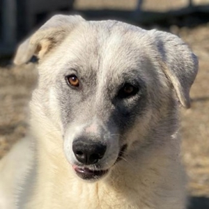 Charlina, geb. ca. 04/2021, lebt in GRIECHENLAND, im städt. Tierheim Serres