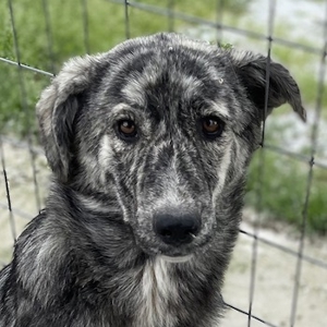 Skadina, geb. ca. 08/2022, lebt in GRIECHENLAND, im städt. Tierheim Serres