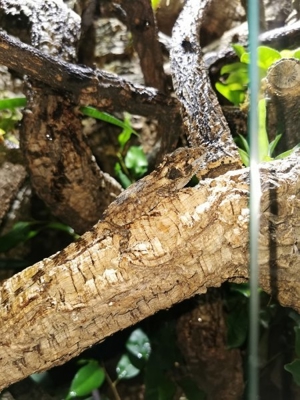Chamäleolis-  Anolis-  Xiphosurus Barbatus, Kubanisch falsches Chamäleon - Nachzucht 1Jahr 0.1 Bild 6