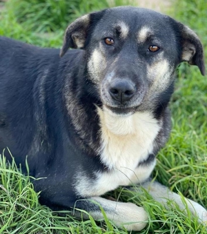 Nancy, geb. ca. 03/2019, lebt in GRIECHENLAND, auf einem Gelände, auf dem die Hunde versorgt werden Bild 16