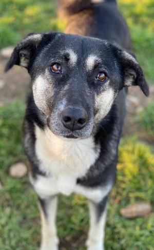 Nancy, geb. ca. 03/2019, lebt in GRIECHENLAND, auf einem Gelände, auf dem die Hunde versorgt werden Bild 8