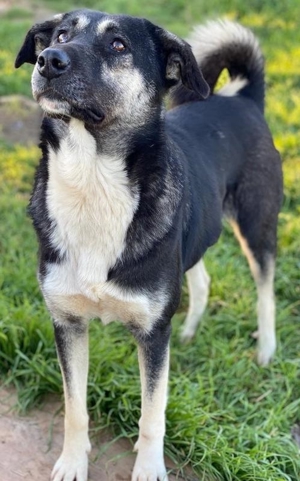 Nancy, geb. ca. 03/2019, lebt in GRIECHENLAND, auf einem Gelände, auf dem die Hunde versorgt werden Bild 14