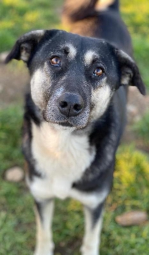 Nancy, geb. ca. 03/2019, lebt in GRIECHENLAND, auf einem Gelände, auf dem die Hunde versorgt werden Bild 10