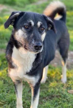 Nancy, geb. ca. 03/2019, lebt in GRIECHENLAND, auf einem Gelände, auf dem die Hunde versorgt werden Bild 9