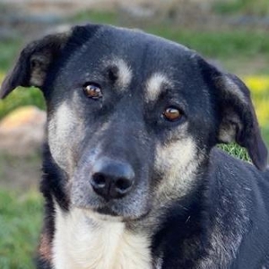 Nancy, geb. ca. 03/2019, lebt in GRIECHENLAND, auf einem Gelände, auf dem die Hunde versorgt werden Bild 1