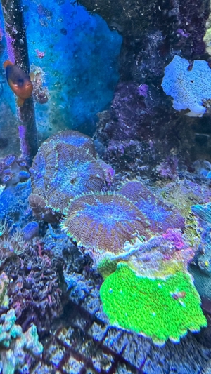 Korallenableger abzugeben Bild 4