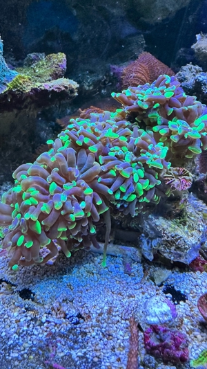 Korallenableger abzugeben Bild 9