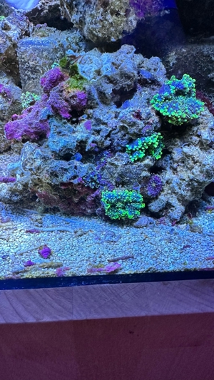Korallenableger abzugeben Bild 2