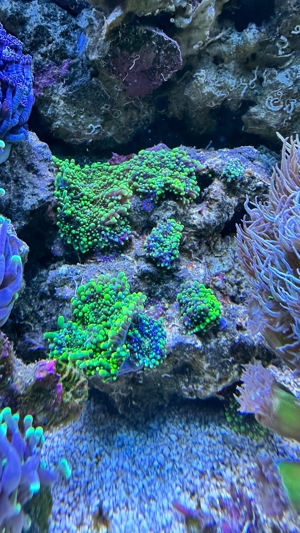 Korallenableger abzugeben Bild 8