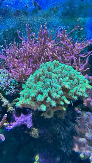 Korallenableger abzugeben Bild 6