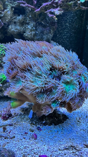 Korallenableger abzugeben Bild 7