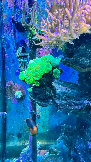 Korallenableger abzugeben Bild 5