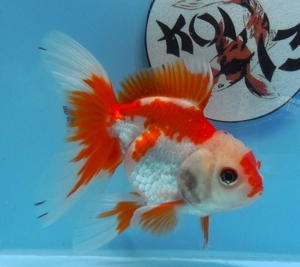 KOI 13.. Anz. 48.2022 .. Koi - Goldfisch - Schleierschwanz - Oranda - Ranchu -Teleskop & Co