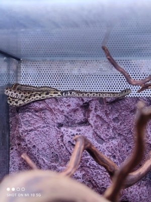 Strumpfbandnatter Thammnophis marcianus het. albino