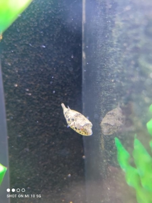 Kongo Leopardkugelfisch Tetraodon schoutedeni Bild 2