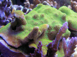 Korallenableger - Meerwasser- Montipora " rainbow"