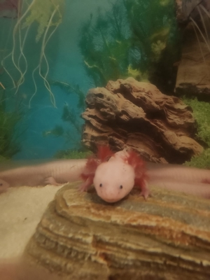 Mittlere handzarme Axolotl   Weißlinge ca. 1,5 Jahre alt