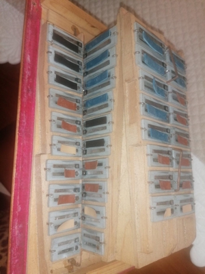 2 chorig Eichhorn ton B Bild 6