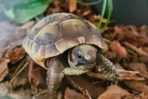 Maurische Landschildkröten