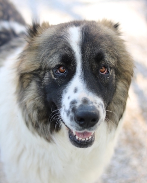 Marla, geb. ca. 06/2020, lebt in GRIECHENLAND, im städt. Tierheim Serres