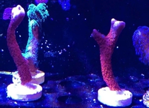 MONTIPORA DIGTATA FORREST FIRE 