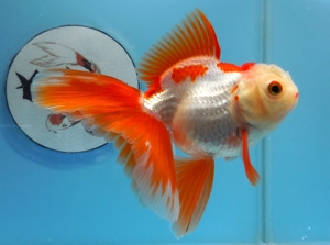 KOI 13 Anz. 50.2023 Koi - Goldfisch - Schleierschwanz - Oranda - Ranchu -Teleskop & Co