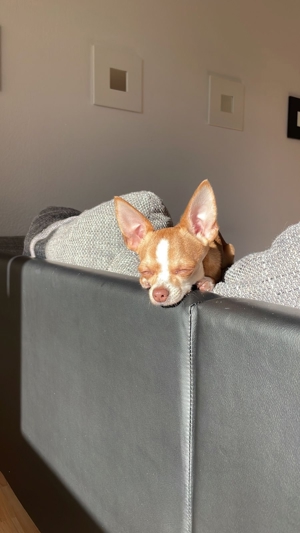 Chihuahua Deckrüde - Reinrassig, Gesund und Erfahren Bild 5