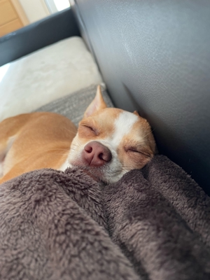 Chihuahua Deckrüde - Reinrassig, Gesund und Erfahren Bild 3