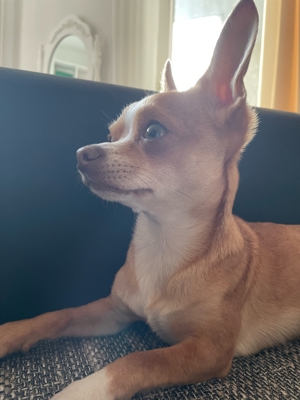 Chihuahua Deckrüde - Reinrassig, Gesund und Erfahren Bild 4