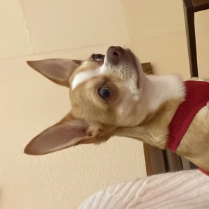 Chihuahua Deckrüde - Reinrassig, Gesund und Erfahren Bild 6